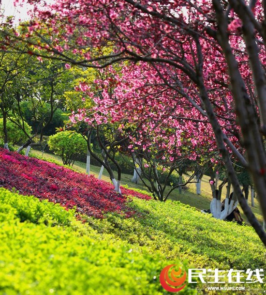 《春花烂漫正当时》澧水沿江风光带之美一一一澧县欧点女装澧县摄影家