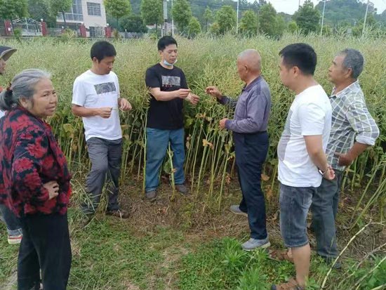 常德市老科协农业专家江克平深入基地传授水稻种植栽培技术