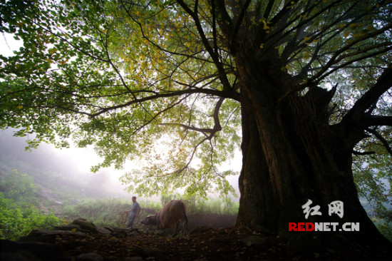 长梯隘位于湖南省石门县罗坪乡长梯隘村,这里95%以上的人口是土家族